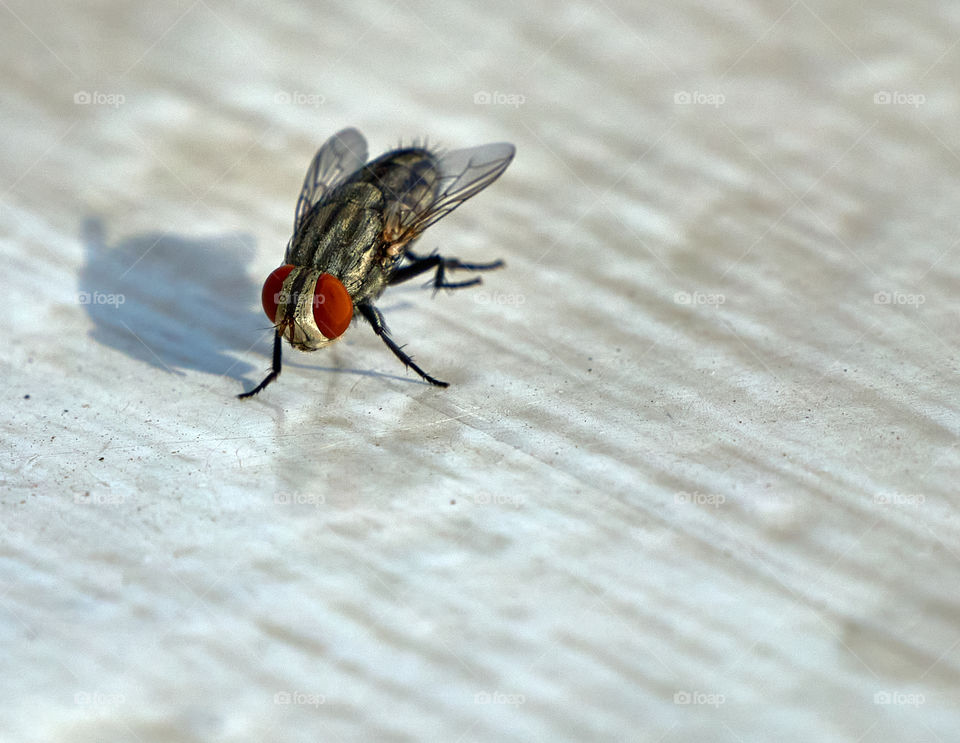 House fly - Macro shoot