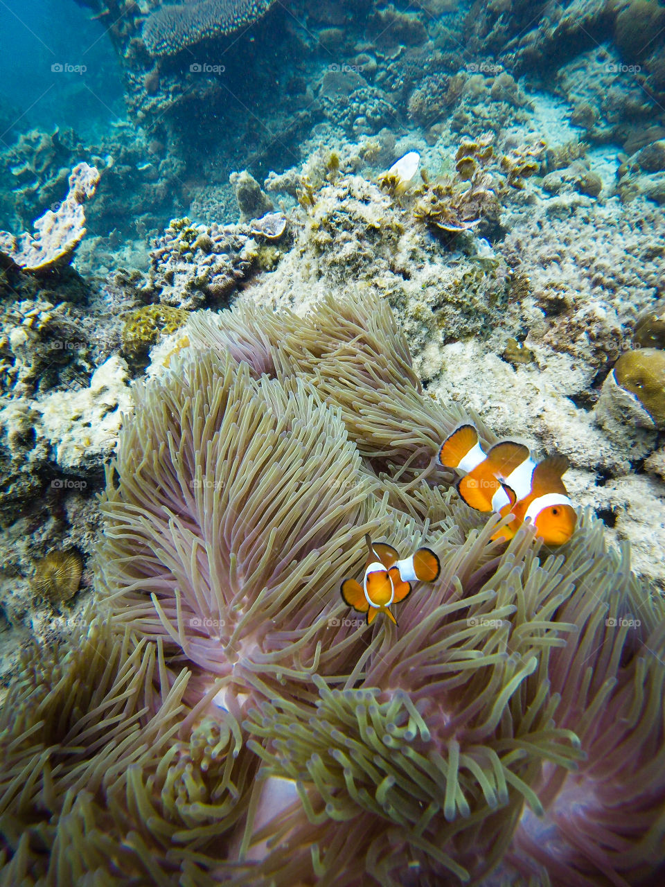 Nemo found me