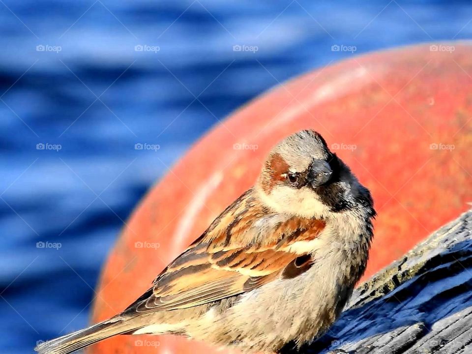 House Sparrow