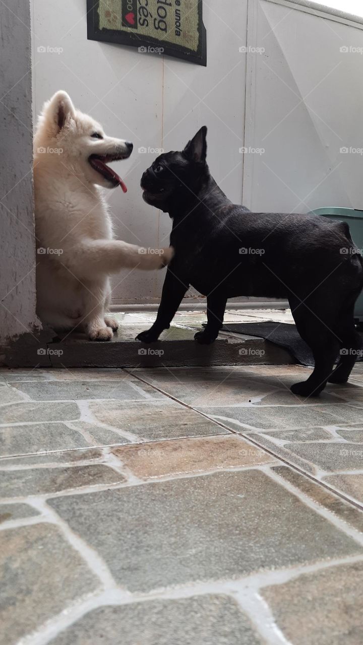 Luna e Polar em café com leite