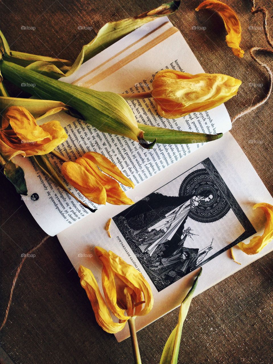 Tulips . Tulips on the book 