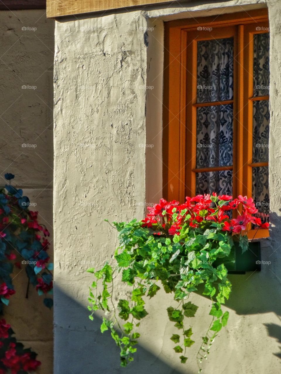 Flowering Bougainvillea
