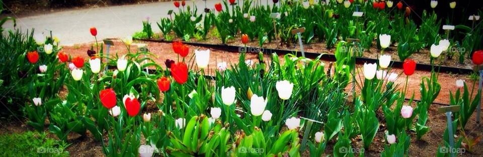 Tulip Walkway