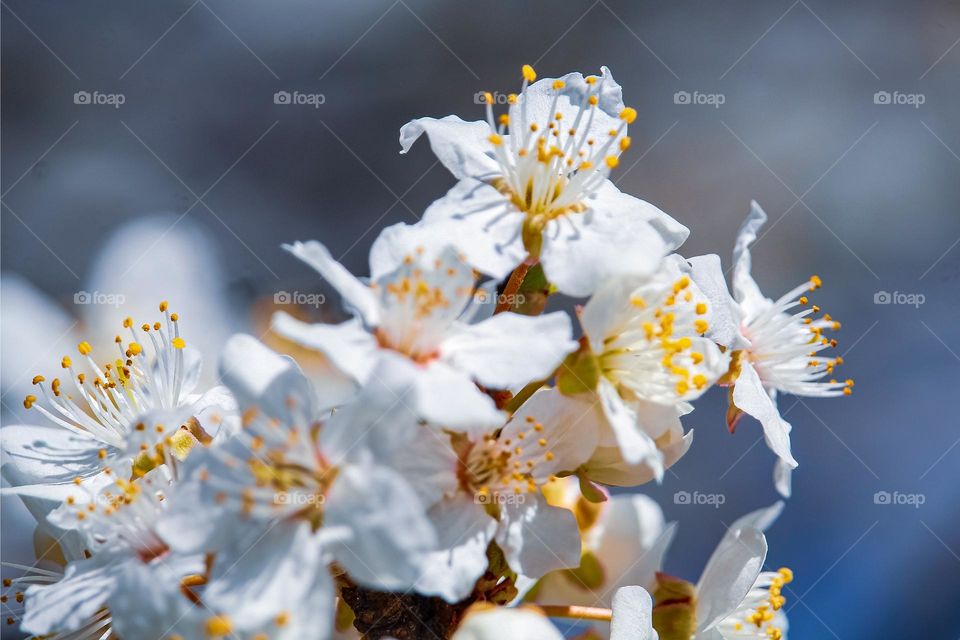 White spring flowers