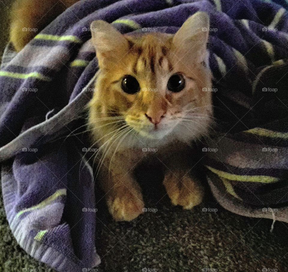 Fluffy Cat after Bath