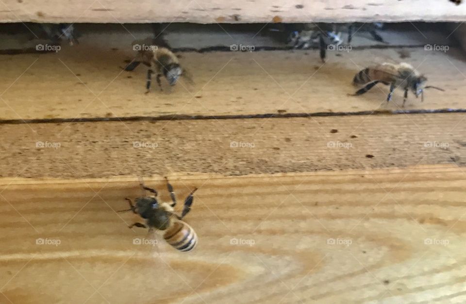 Closeup Bees at a Hive