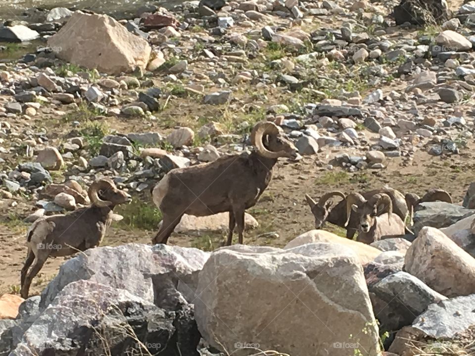 Herd of rams in Colorado