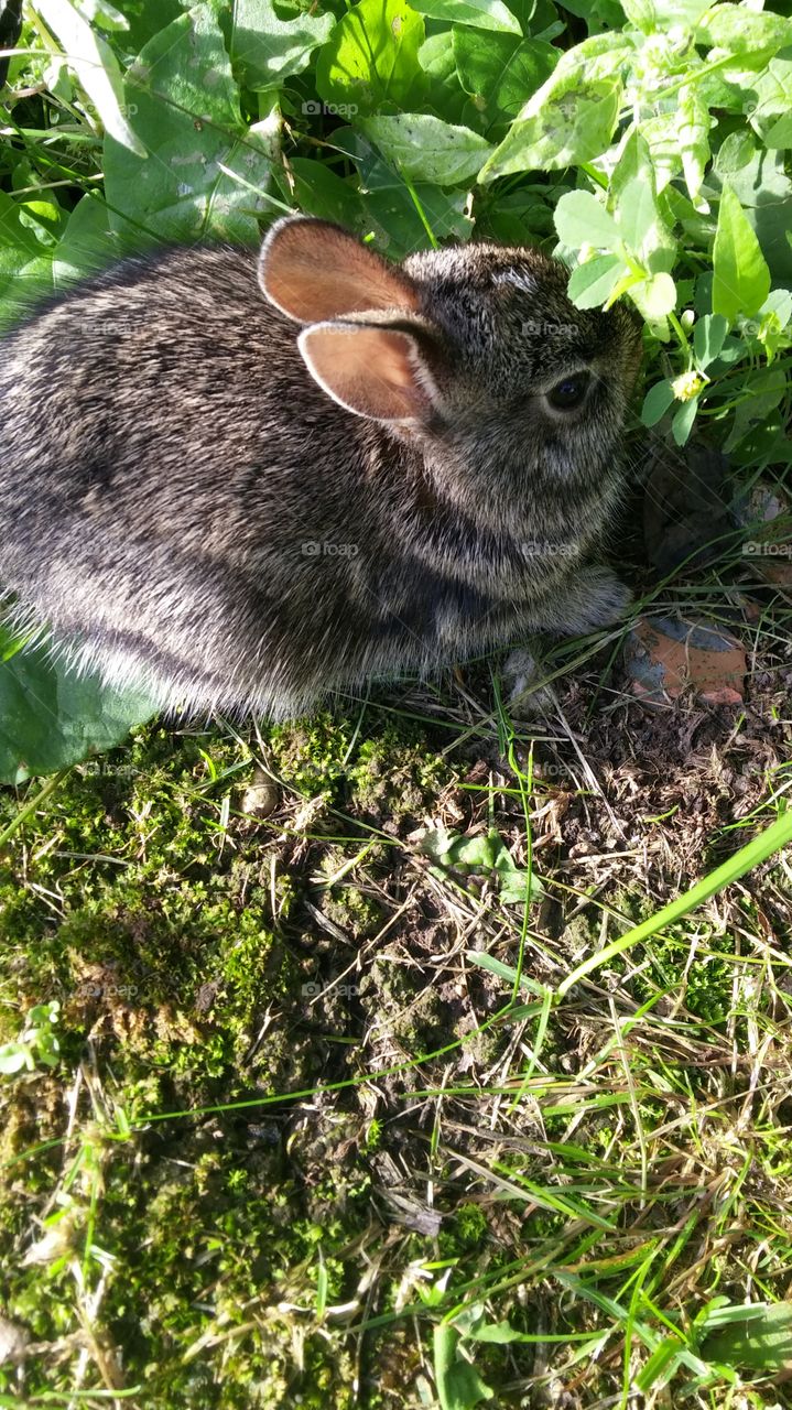 tiny bunny. tiny bunny found outside