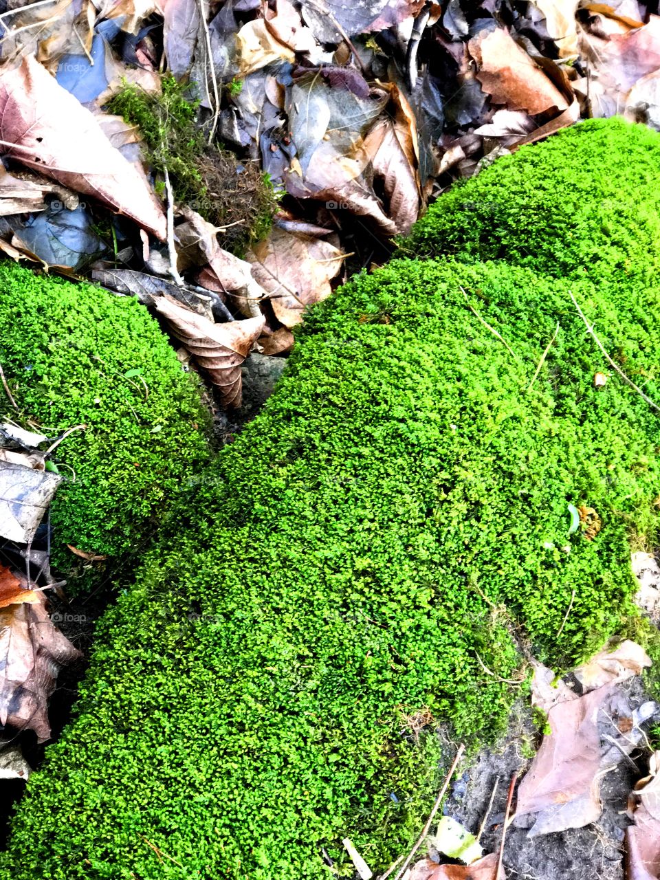 Green in the winter. 