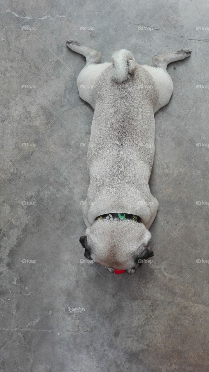 floor play dog