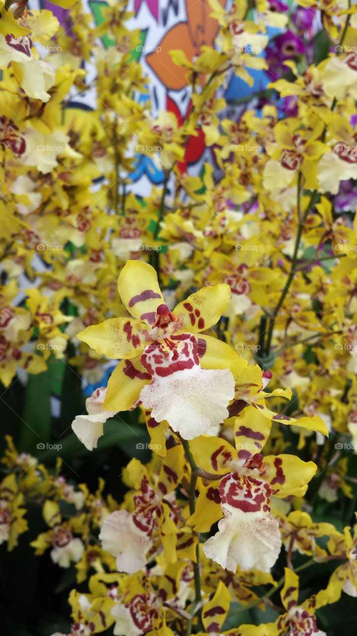 Flower, Flora, Nature, Blooming, Garden