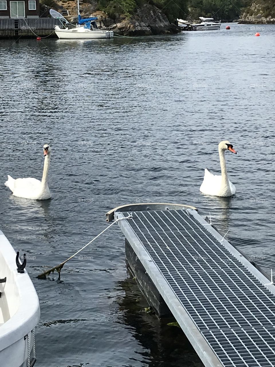 Two swans swimming around in the sea in Norway. The swans is both white and have have orange nebs.