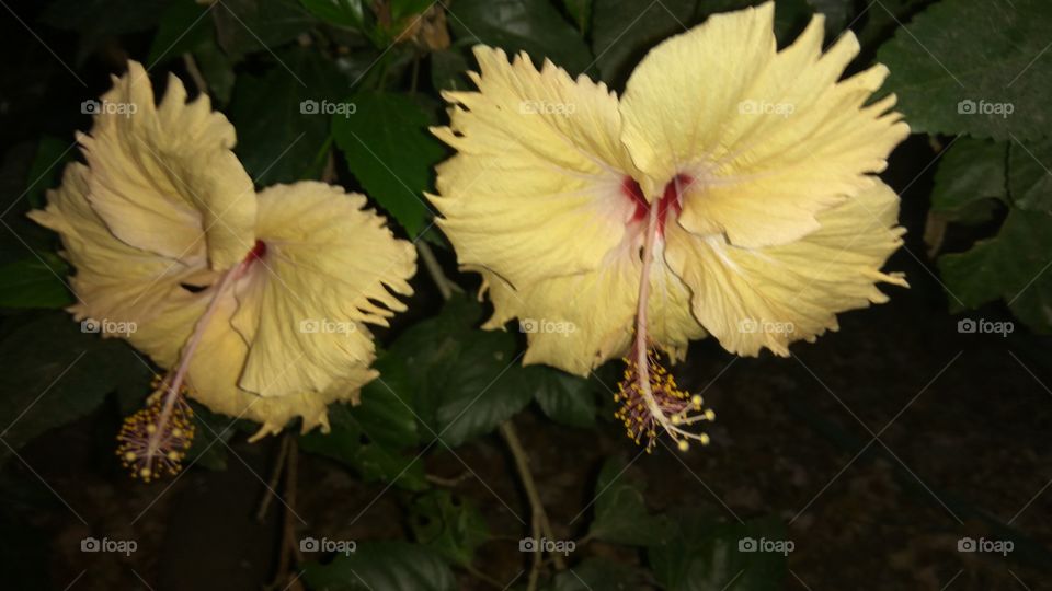 Lovely Naturally Hibiscus