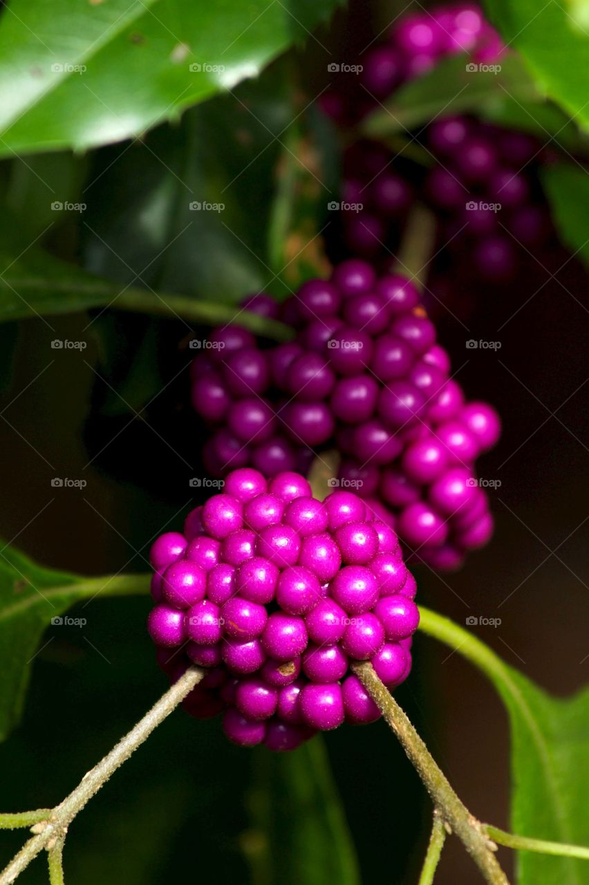 Purple berrys