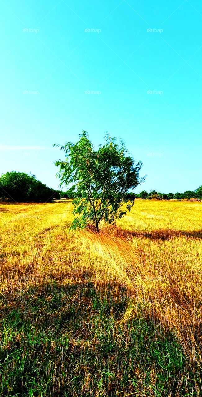 Lone tree growing in golden Texas field.