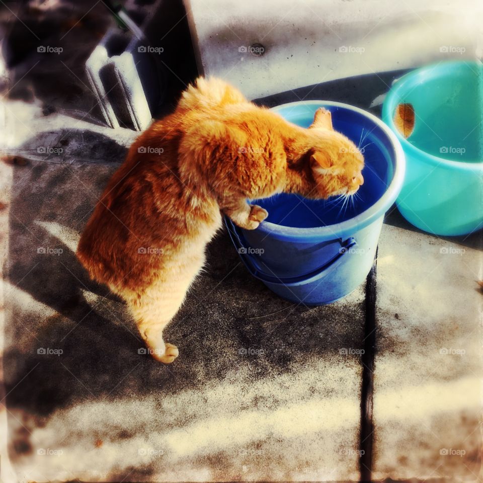 Ginger cat drinking from a blue bucket