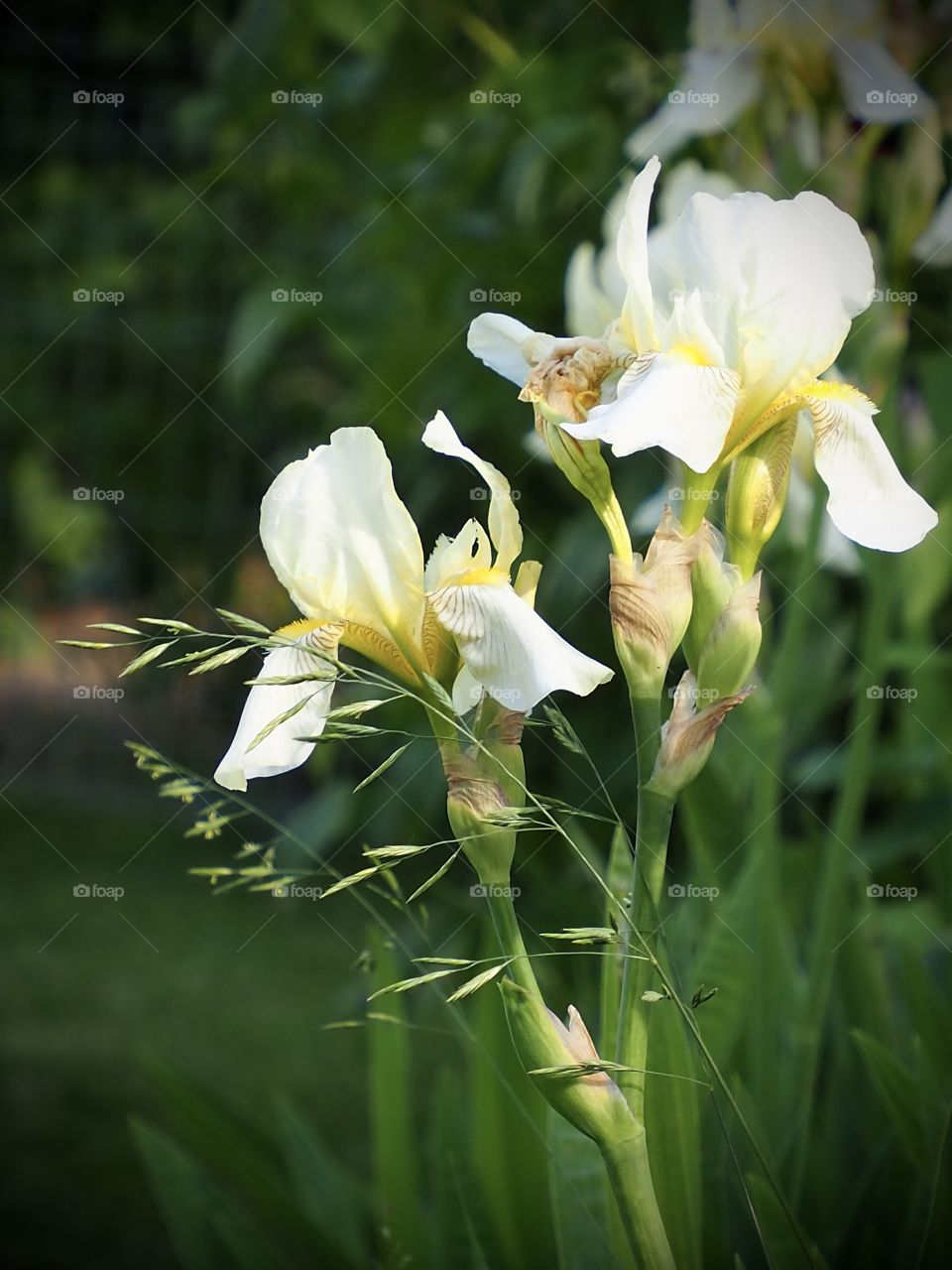 Let ne take You into the garden