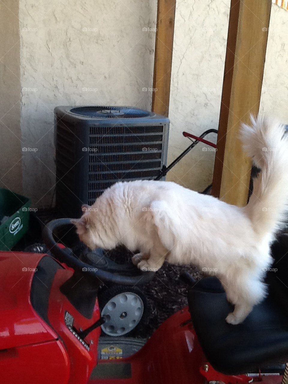 Cat on lawn mower