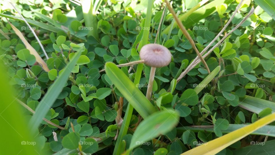 little white mushroom