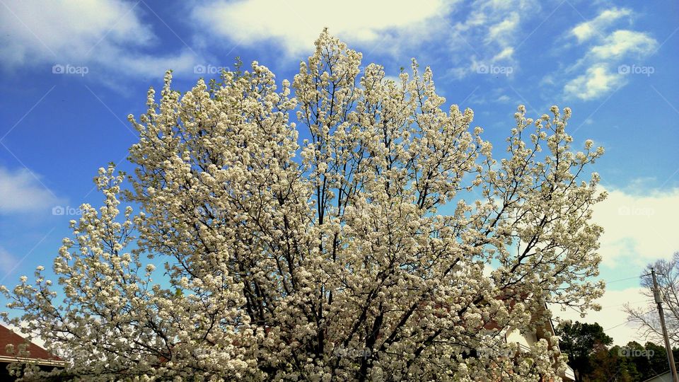 florid tree in springtime