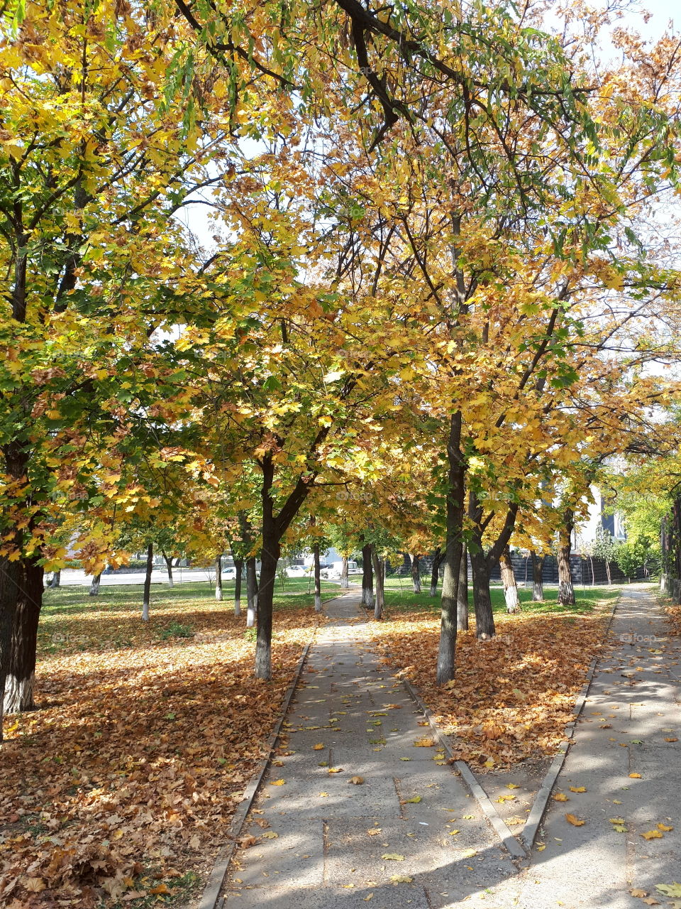 Autumn walkway