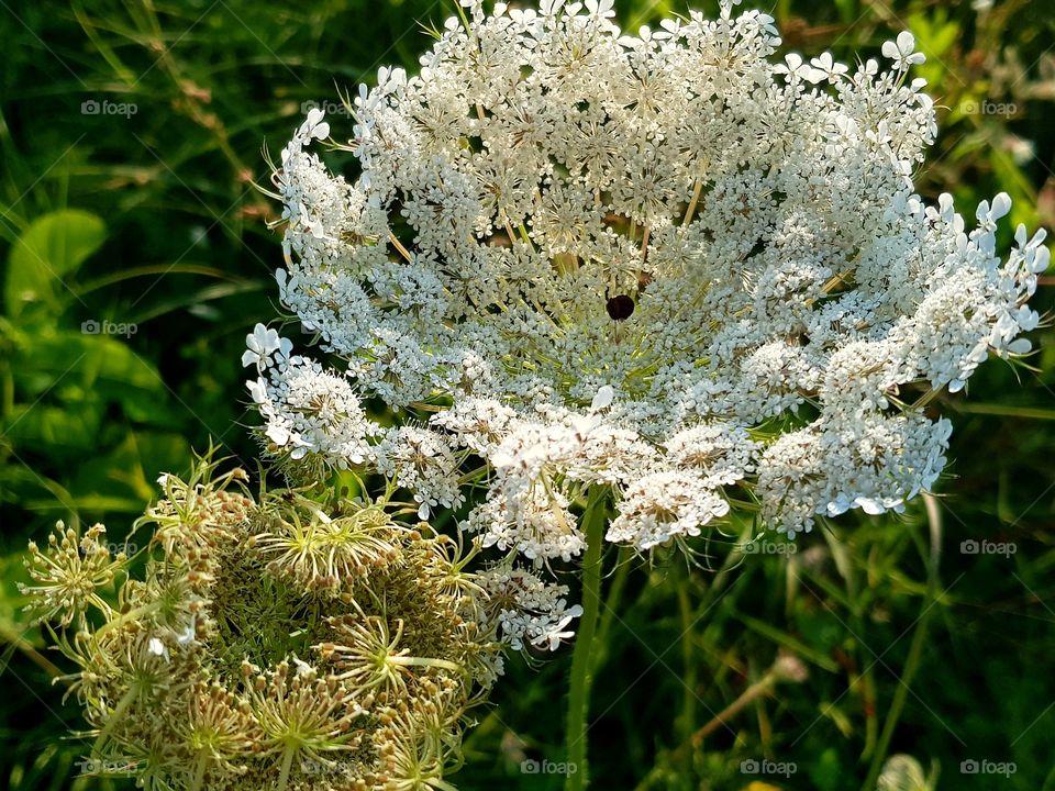 livadsko cvece-flower