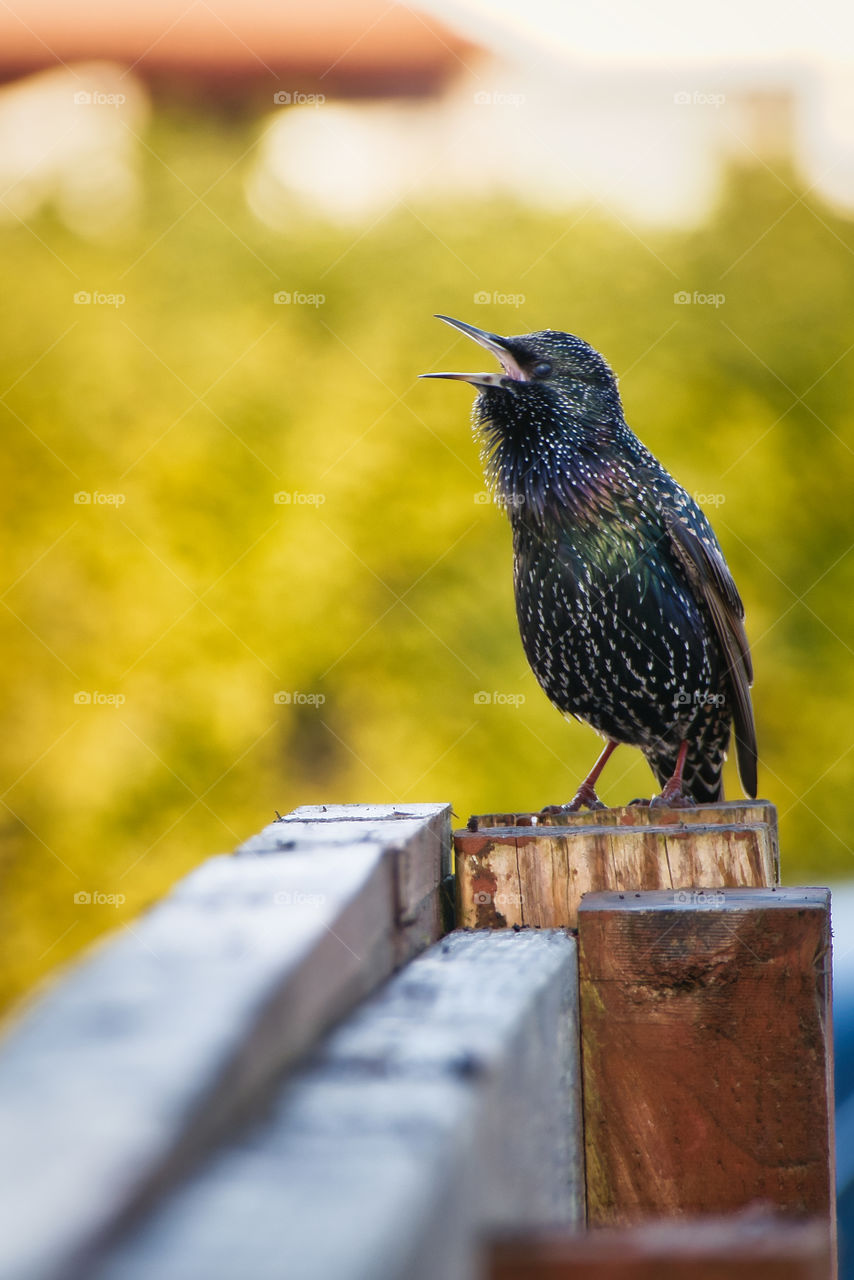 Bird singing on a wooden fence