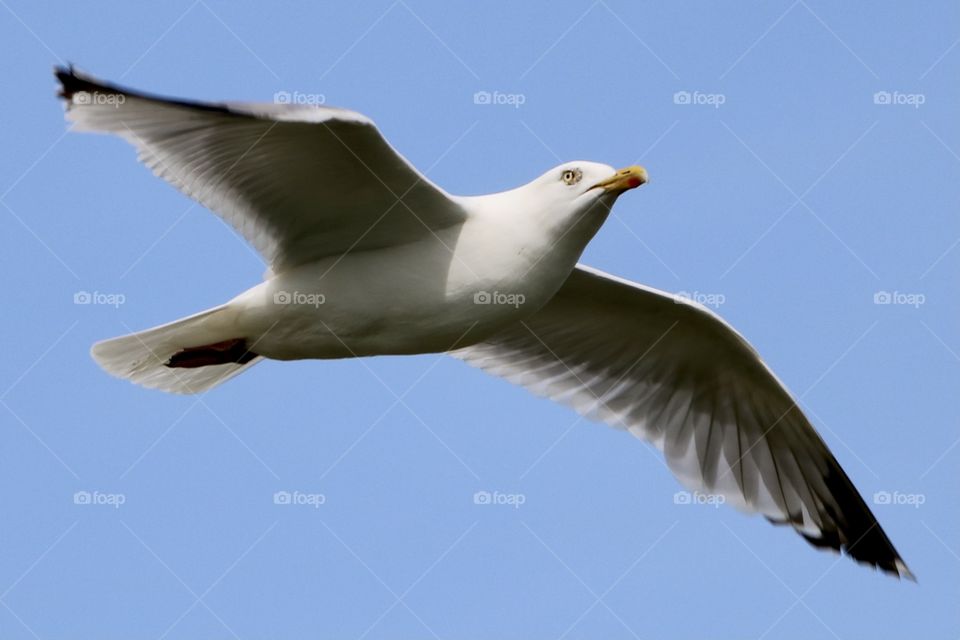 Seagull 