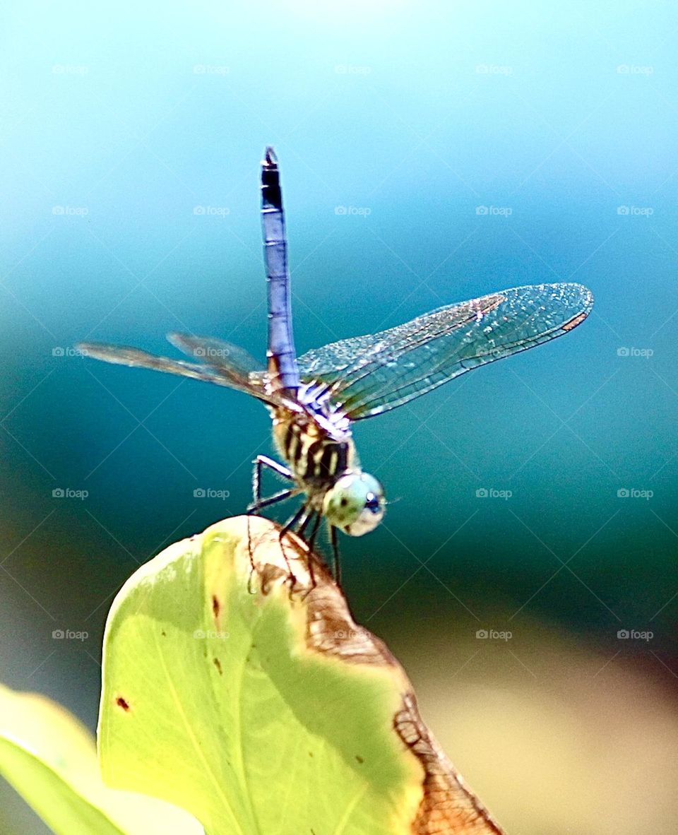 Little Blue Dragonfly 