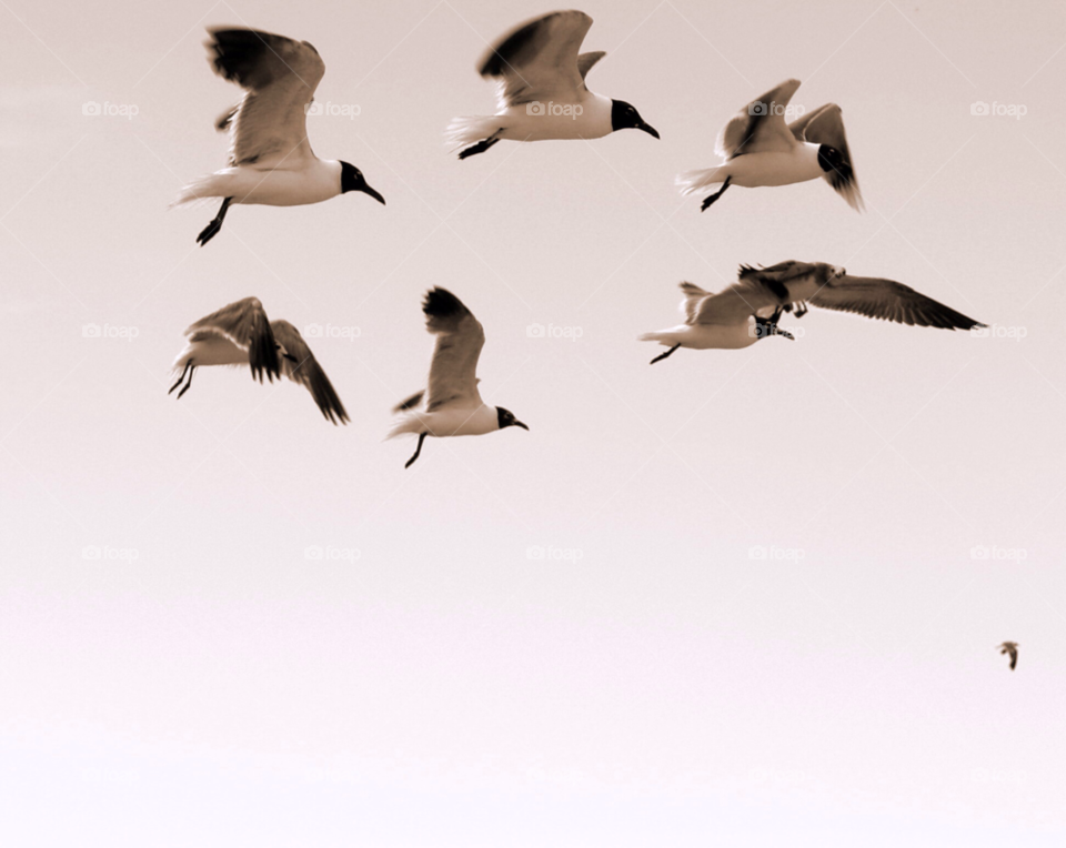 beach sky summer birds by javiercorrea15