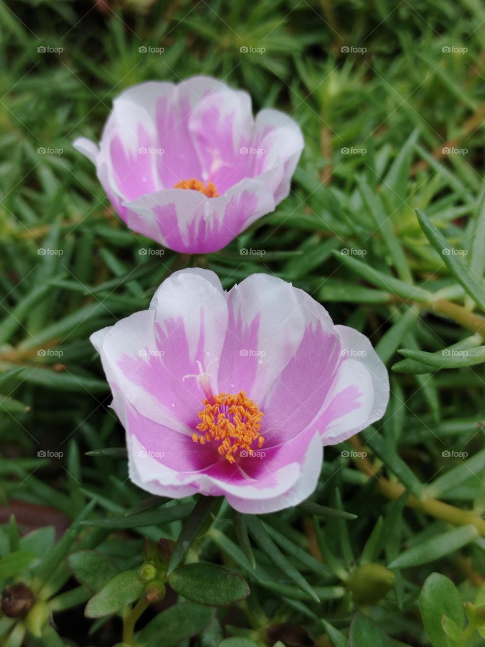 Battle: Winter vs Spring