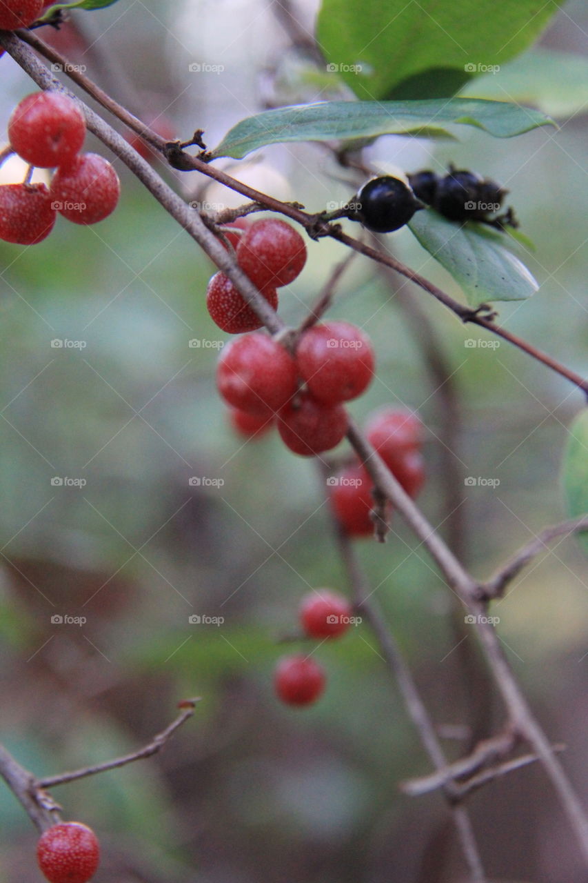 Berries