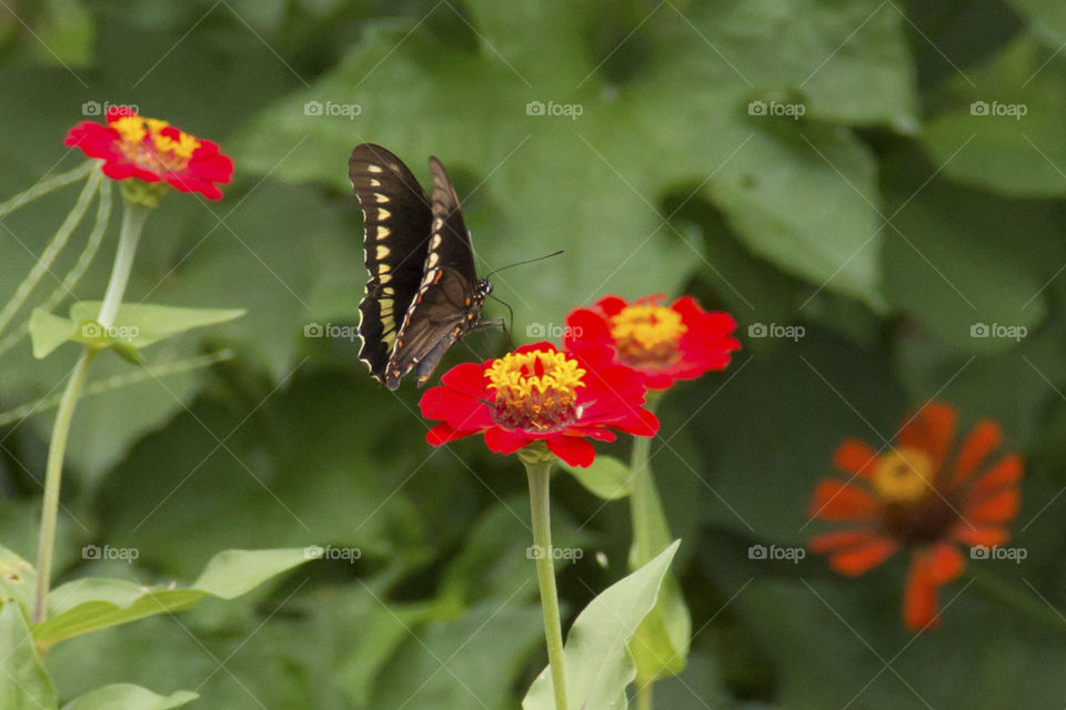 Black and red