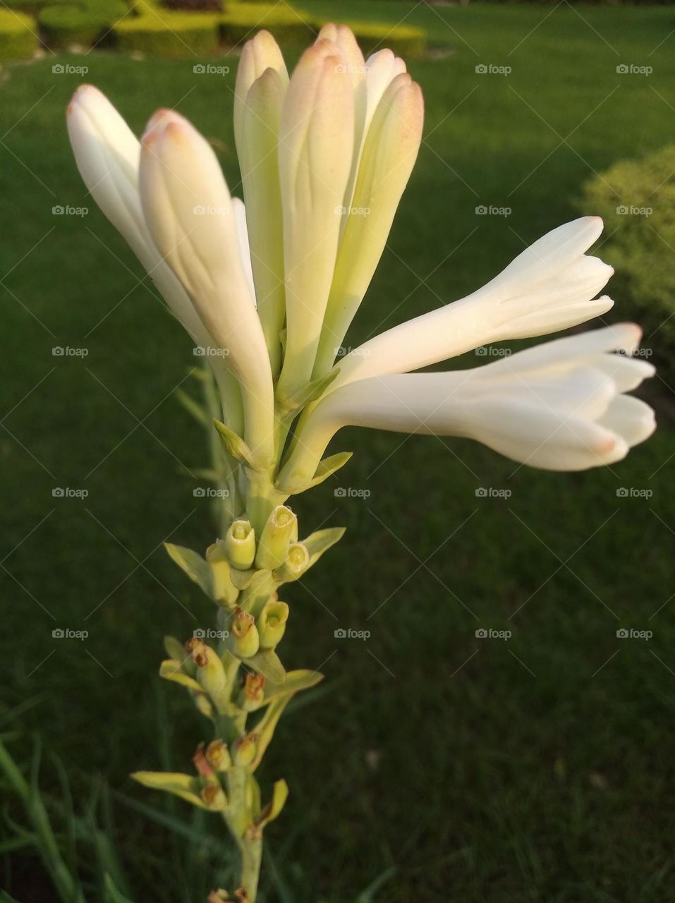 white flower buds small size looks very beautiful generally found everywhere seasonal fresh shurb
