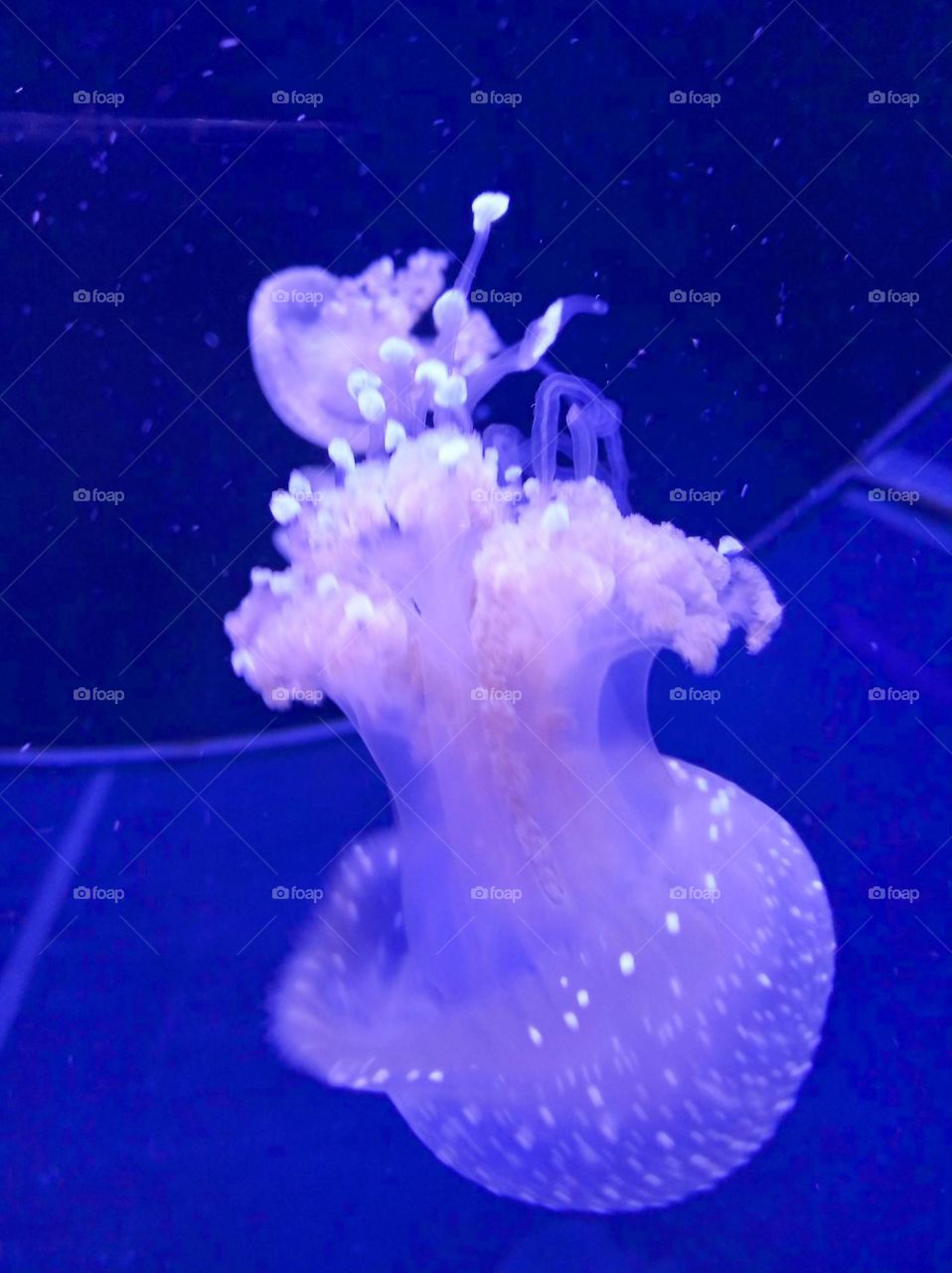 Jellyfish