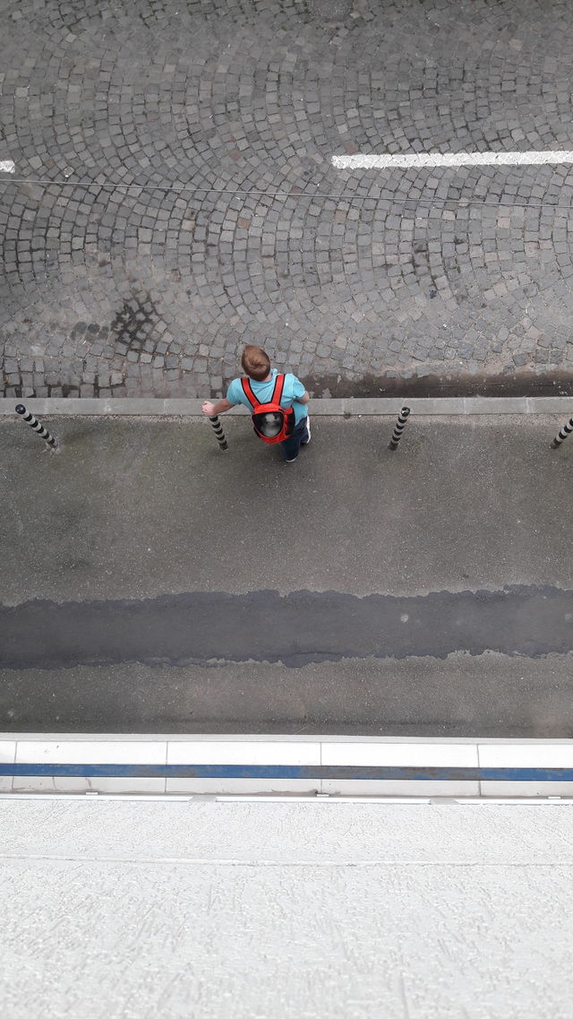 kitty transport during a sunny day