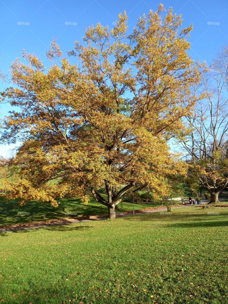 Beautiful Tree in Autumn