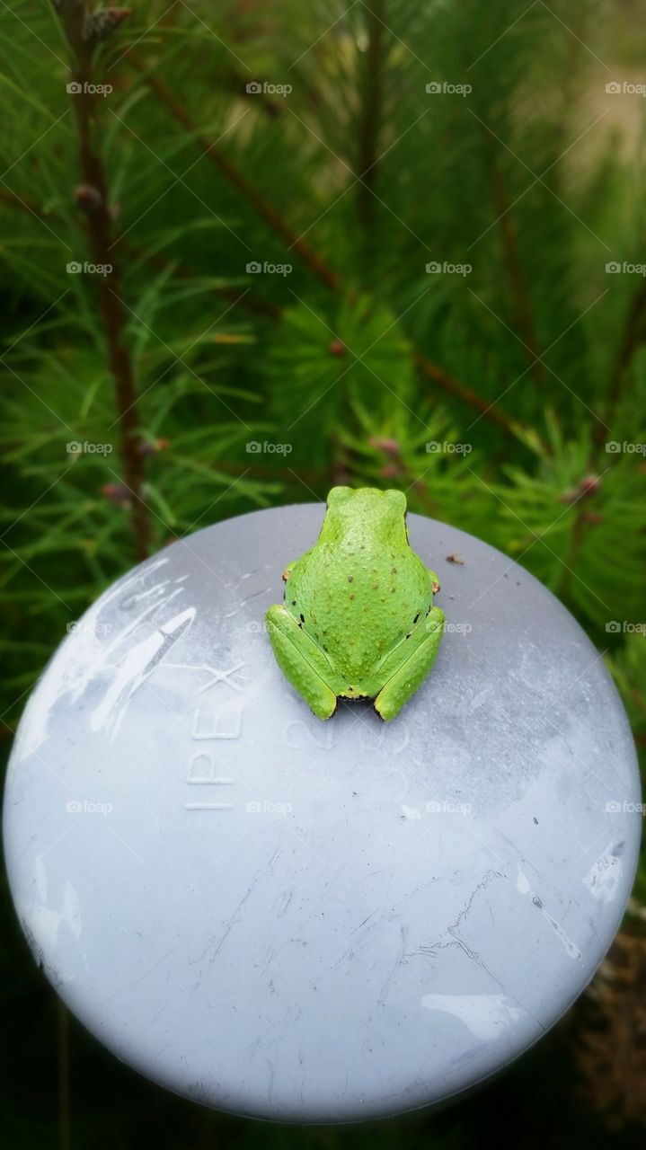 Rear view of frog