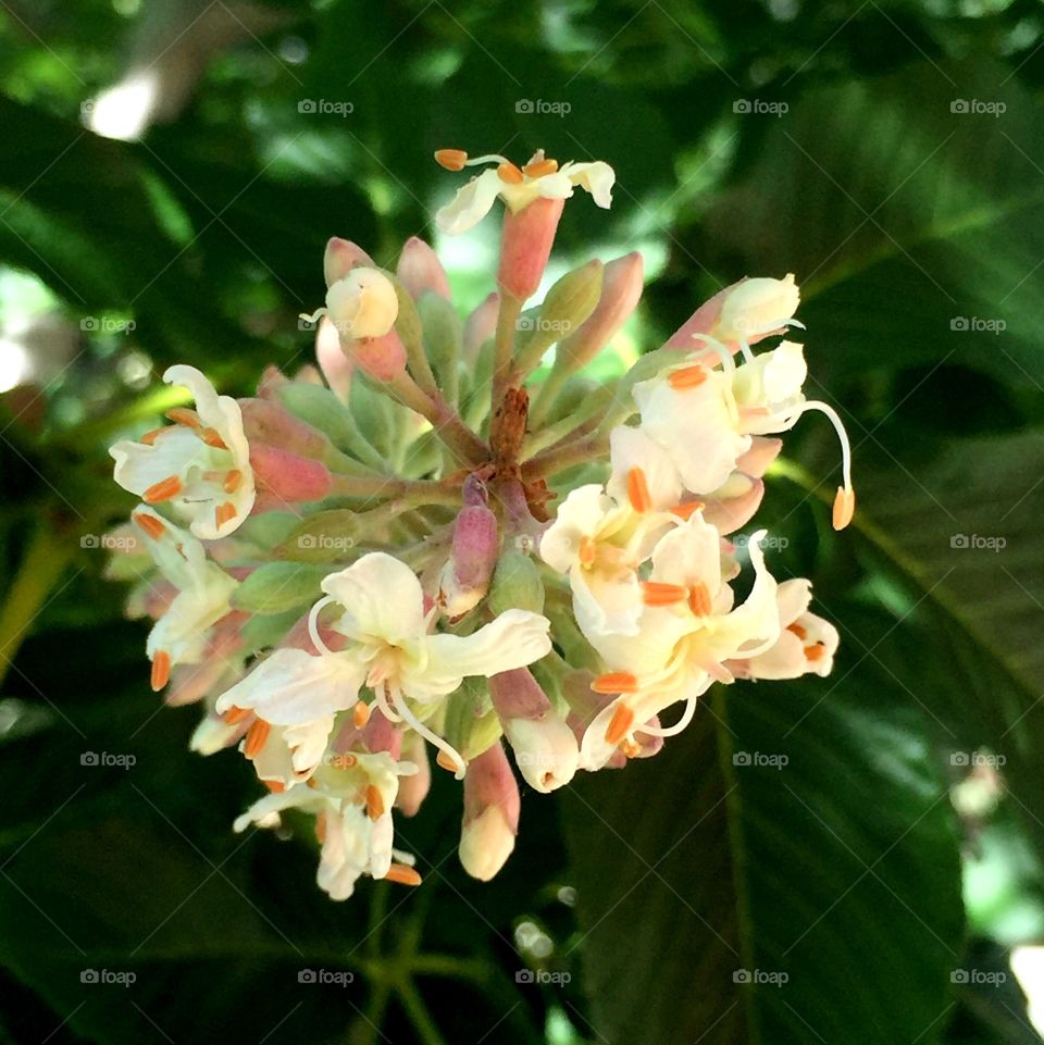 California buckeye abloom