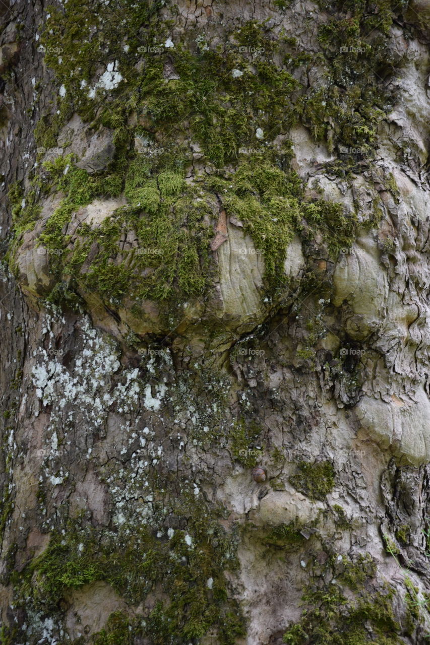 Baumrinde mit Moos bewachsen