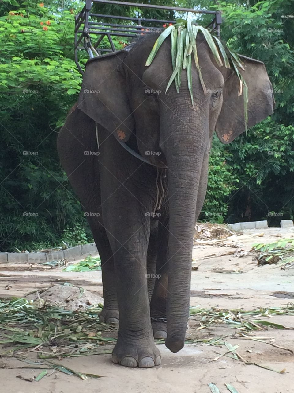 Nelly the Elephant