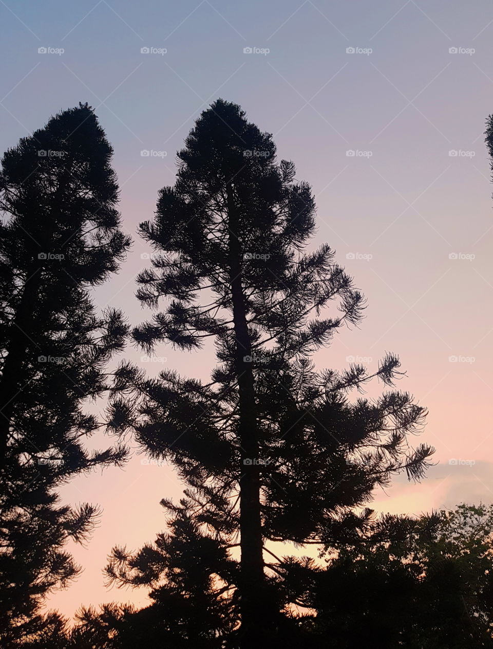 I took this photo because of how noticeably gorgeous the sky was and the silhouette of the trees blended well with it.