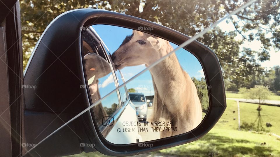 Loads of fun feeding food pellets to all different sorts of animals at safari park! 