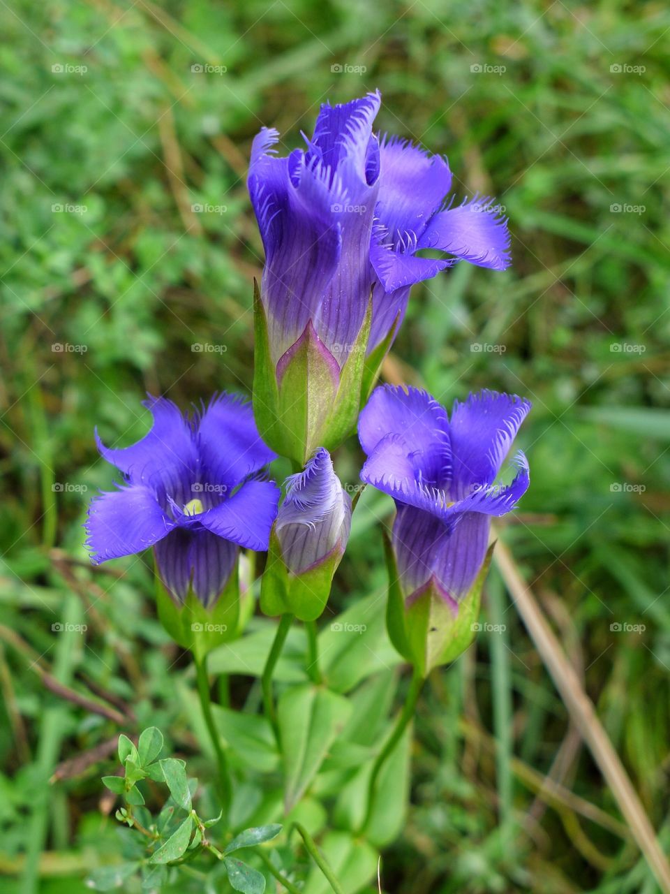 Wisconsin Wildflower . Snapping some pics on my afternoon hike....