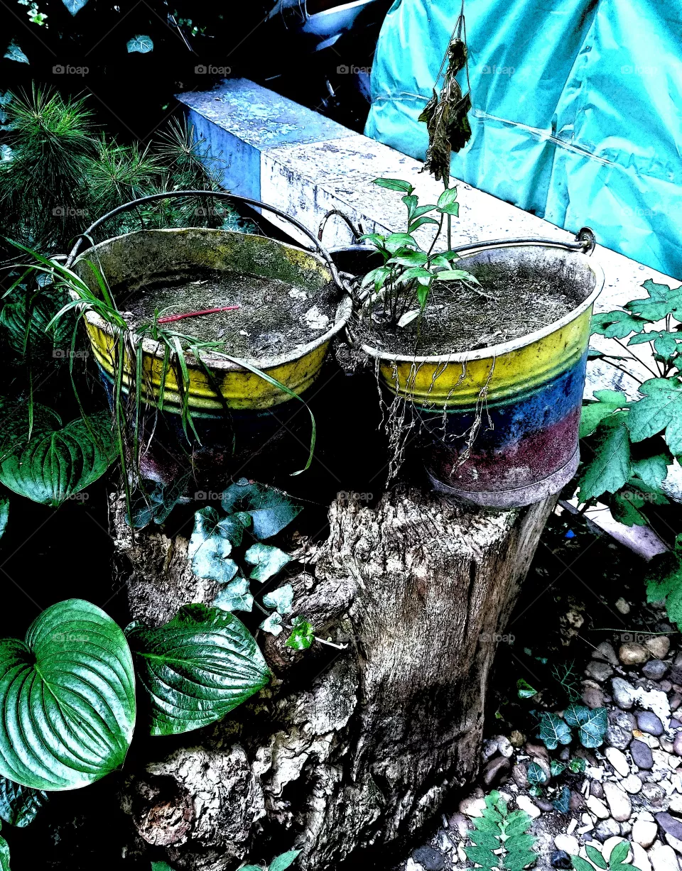 thirsty flower