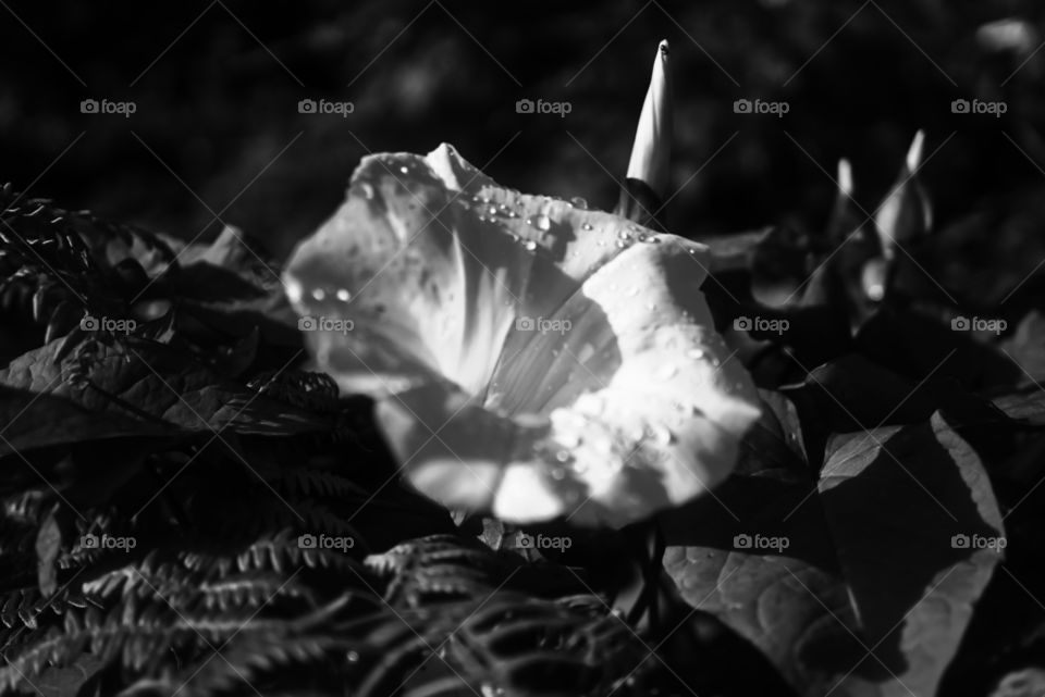 raindrops on wild flower