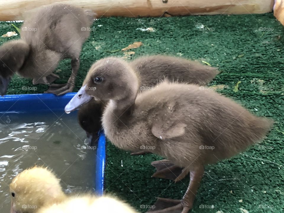 Baby ducks