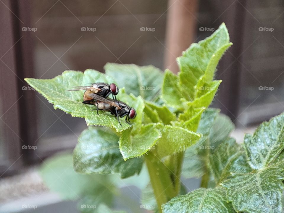 Macro image of Flies mating on the plant