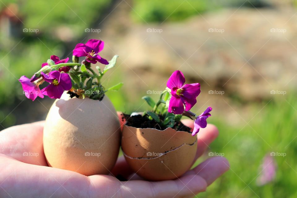 Plant Plants to Celebrate Earth Day