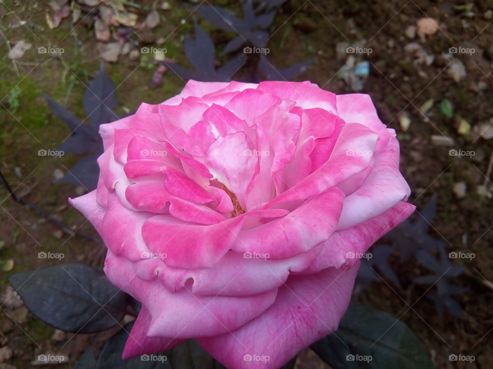 flower 2018-01-22 045 
#আমার_চোখে #আমার_গ্রাম #nature #flower 
#eukaryota #plantae #angiosperms #eudicots